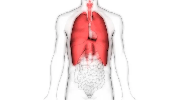 Sistema Respiratorio Humano Almuerzo Anatomía —  Fotos de Stock