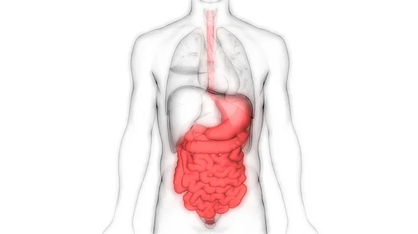 Menselijk Spijsverteringsstelsel Groot Klein Intestine Anatomy View — Stockfoto