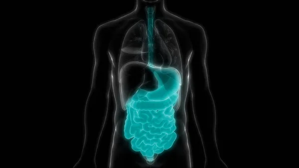 Sistema Digestivo Humano Anatomía Del Intestino Delgado Grueso — Foto de Stock