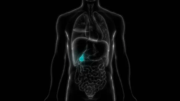 Nsan Sindirim Organı Pankreası Anatomisi Görüntü — Stok fotoğraf