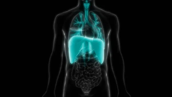 Human Respiratory System Diaphragm Anatomy Illustration — Stock Photo, Image