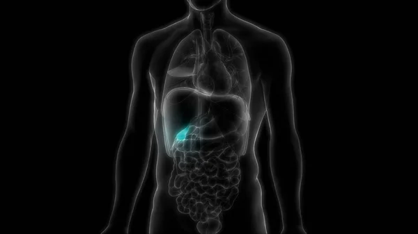 Anatomia Del Pancreas Dell Organo Digestivo Interno Umano Illustrazione — Foto Stock