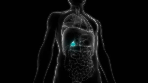 Anatomie Des Menschlichen Verdauungsorgans Bauchspeicheldrüse Illustration — Stockfoto
