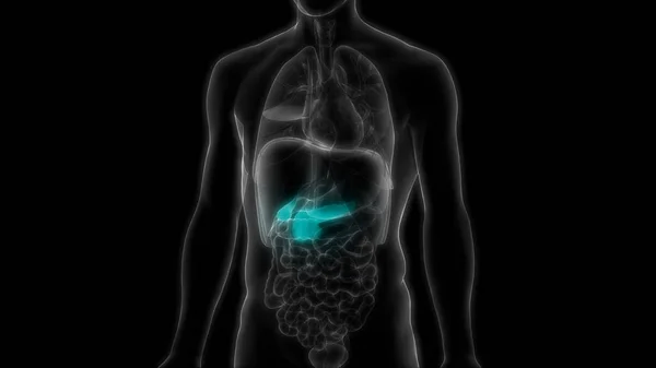 Anatomia Del Pancreas Dell Organo Digestivo Interno Umano Illustrazione — Foto Stock