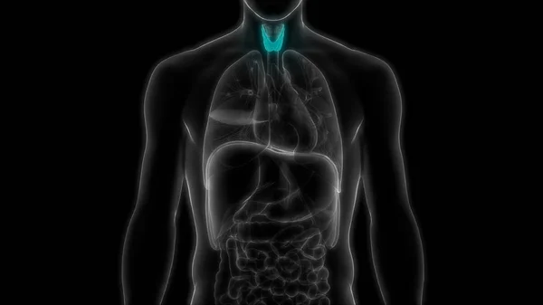 Människokroppen Körtlar Sköldkörteln Anatomi Illustration — Stockfoto