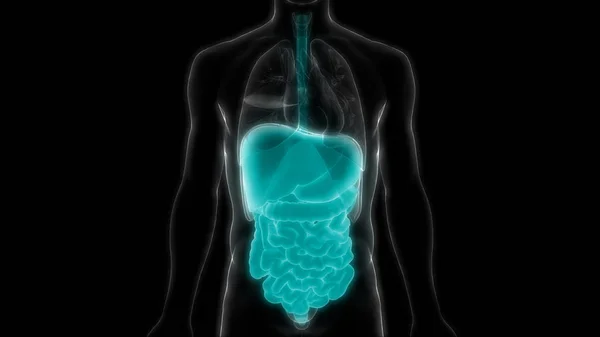 ヒト消化器系大規模および小腸の解剖学的構造ビュー — ストック写真