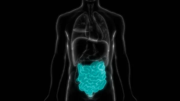 Ludzki Układ Pokarmowy Widok Anatomię Jelit Dużych Małych — Zdjęcie stockowe