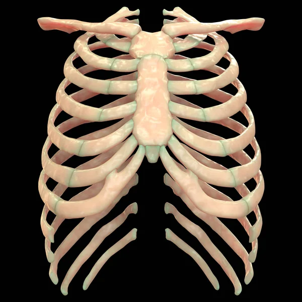 Anatomía Las Articulaciones Óseas Del Cuerpo Humano Costillas Ilustración — Foto de Stock