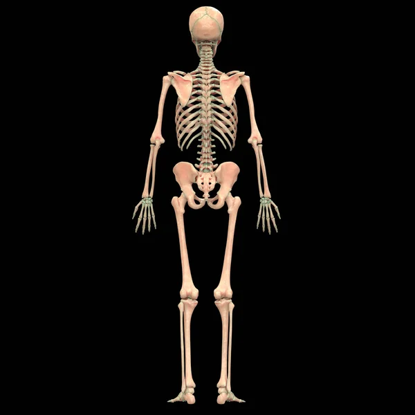Anatomia Del Sistema Scheletrico Umano Illustrazione — Foto Stock