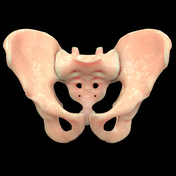 Sistema Esquelético Humano Anatomía Cadera Ilustración — Foto de Stock