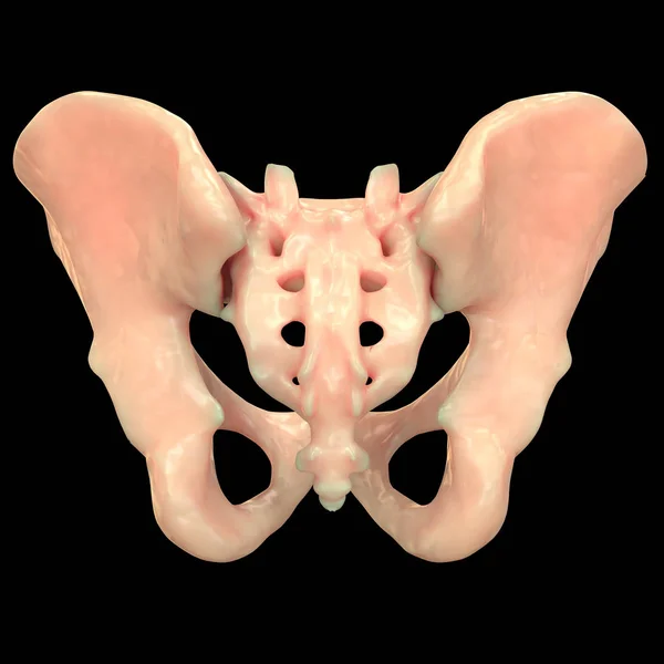 Ludzki System Szkieletowy Anatomia Bioder Ilustracja — Zdjęcie stockowe