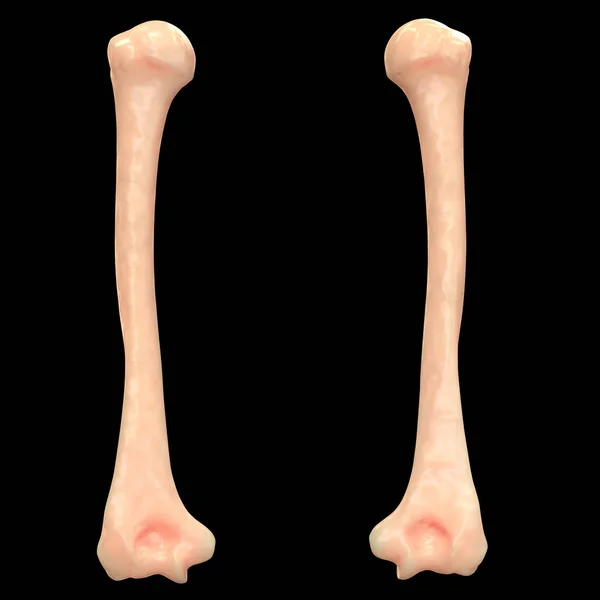 Emberi Csontváz Combcsont Illusztráció — Stock Fotó
