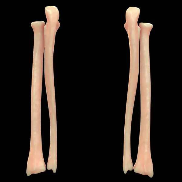 Huesos Fémur Esqueleto Humano Ilustración —  Fotos de Stock