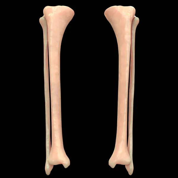 Людські Скелетні Кістки Ілюстрація — стокове фото