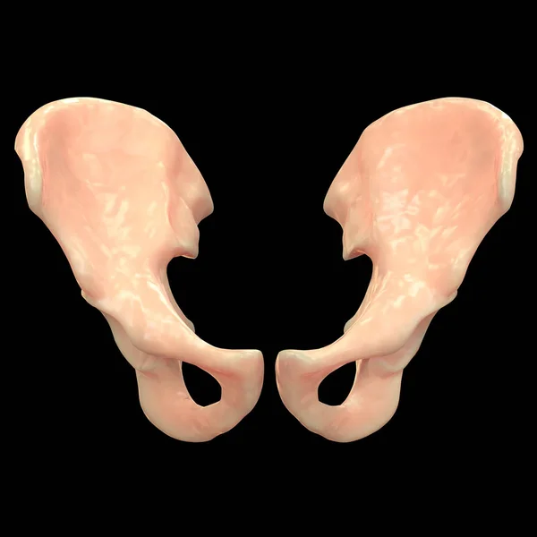Ludzki System Szkieletowy Anatomia Bioder Ilustracja — Zdjęcie stockowe