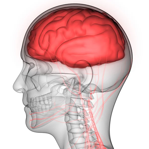 Cervello Umano Con Nervi Vene Arterie Anatomia Illustrazione — Foto Stock