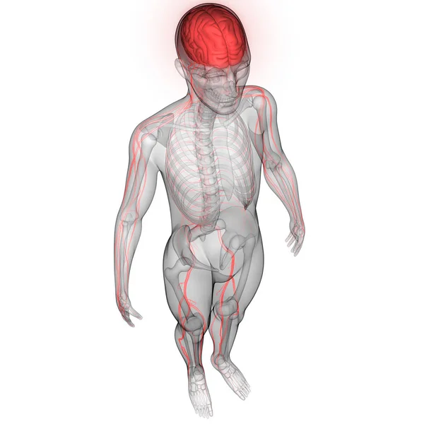 Human Brain with Nerves, Veins and Arteries Anatomy. 3D - Illustration