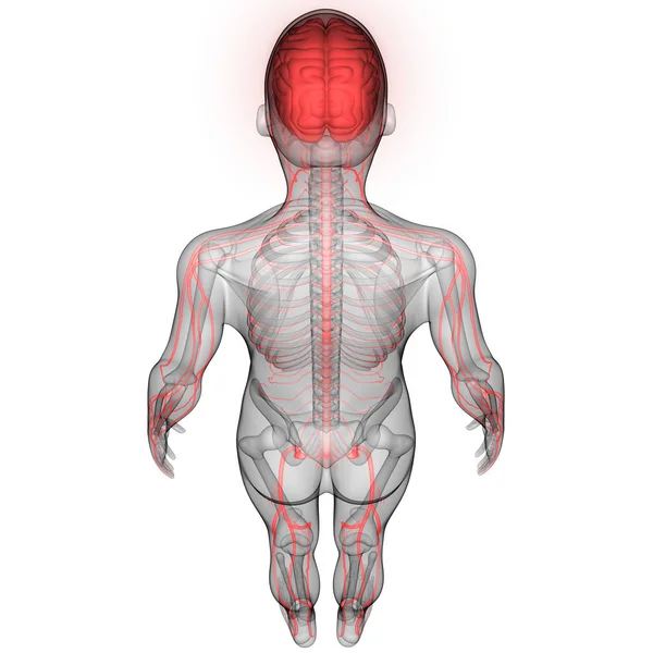 Menselijk Brein Met Zenuwen Aderen Slagaders Anatomie Illustratie — Stockfoto