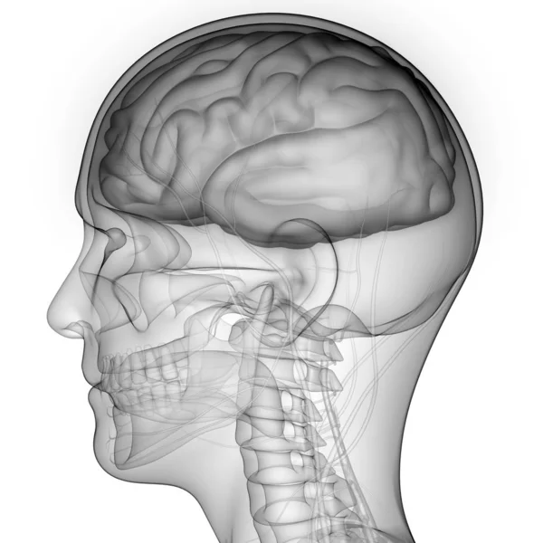 Órgano Central Anatomía Del Sistema Nervioso Humano — Foto de Stock