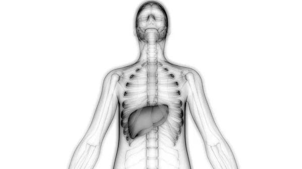 Anatomia Fígado Órgão Digestivo Interno Humano — Fotografia de Stock