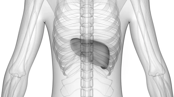Anatomie Des Menschlichen Verdauungsorgans Leber — Stockfoto