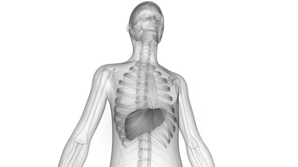 Organ Pencernaan Internal Manusia Anatomi Hati — Stok Foto