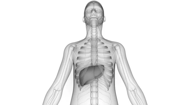 Organ Pencernaan Internal Manusia Anatomi Hati — Stok Foto