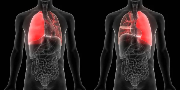 Human Respiratory System Lungs Anatomy — Stock Photo, Image