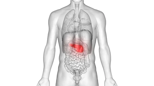 Menselijke Interne Spijsvertering Orgaanalvleesklier Anatomie Illustratie — Stockfoto