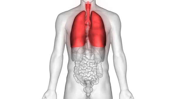 Ludzki Układ Oddechowy Anatomia Płuc — Zdjęcie stockowe