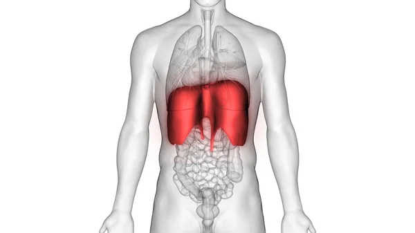 Human Respiratory System Diaphragm Anatomy Illustration — Stock Photo, Image