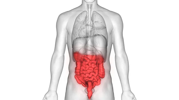 Menselijk Spijsverteringsstelsel Groot Klein Intestine Anatomy View — Stockfoto