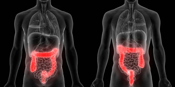 人体消化系统大 小肠胃解剖视图 — 图库照片