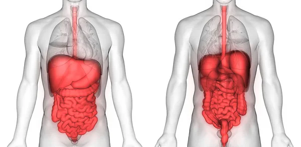 Human Digestive System Large Small Intestine Anatomy View — Stock Photo, Image