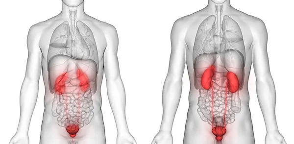 Human Urinary System Kidneys Bladder Anatomy — стокове фото