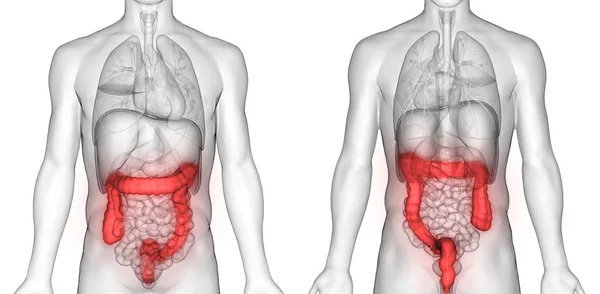 Sistema Digestivo Humano Anatomía Del Intestino Delgado Grueso —  Fotos de Stock