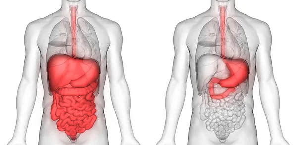 Human Digestive System Large Small Intestine Anatomi View Dalam Bahasa — Stok Foto