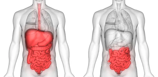 Sistema Digestivo Humano Visão Anatomia Intestinal Grande Pequena — Fotografia de Stock