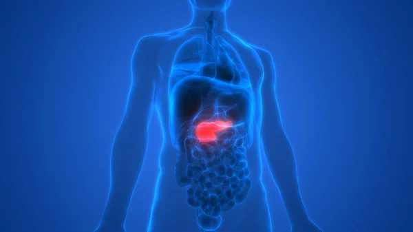Human Internal Digestive Organ Pancreas Anatomy Illustration — Stock Photo, Image
