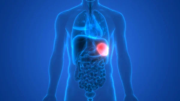 Human Internal Digestive Organ Pancreas Anatomy Illustration — Stock Photo, Image