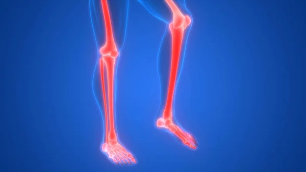 Bolest Kloubů Lidských Kostí Klouby Nohou Kosti Ilustrace — Stock fotografie