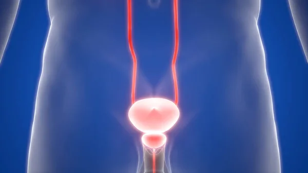 Riñones Del Sistema Urinario Humano Con Anatomía Vesical — Foto de Stock