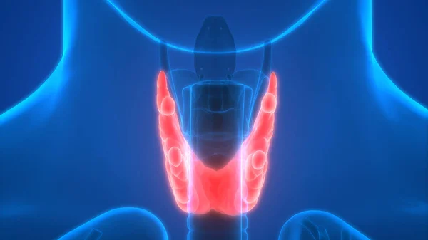 Menselijke Lichaamsklieren Schildklier Anatomie Illustratie — Stockfoto