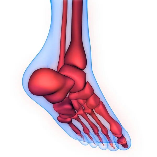 Nsan Vücut Kemiği Eklem Ağrısı Ayak Eklemleri Kemikler Görüntü — Stok fotoğraf