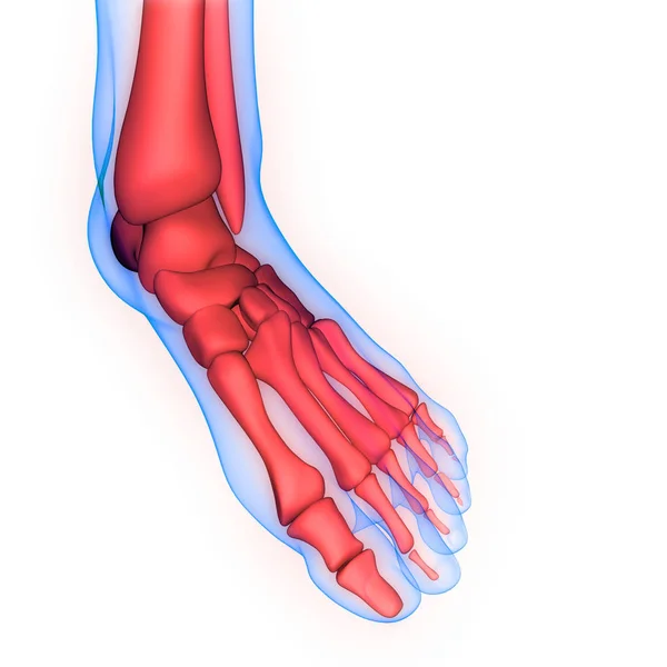 Dolori Articolari Ossei Del Corpo Umano Articolazioni Del Piede Ossa — Foto Stock