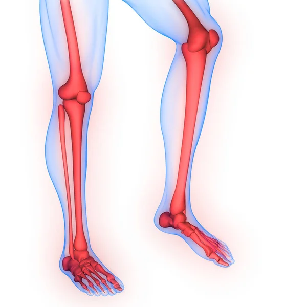 Nsan Vücudu Eklem Ağrıları Ayak Eklemleri Kemikler Görüntü — Stok fotoğraf