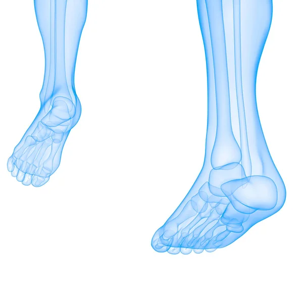 Menschliche Körperknochen Gelenkschmerzen Fußgelenke Und Knochen Illustration — Stockfoto