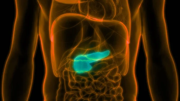 Human Internal Digestive Organ Pancreas Anatomy. 3D - Illustration