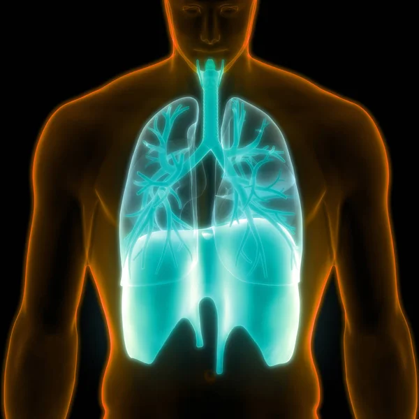 人間の呼吸器系ダイヤフラム解剖学 イラスト — ストック写真