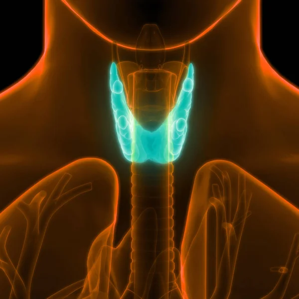 Human Body Glands Thyroid Gland Anatomy Inglés Ilustración —  Fotos de Stock